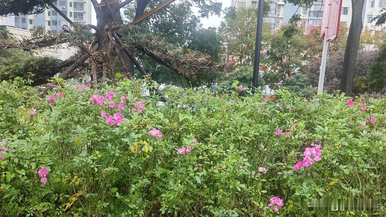 上联:应是红情冬色淡
下联:无非绿意夏声浓
          (请对上联)
