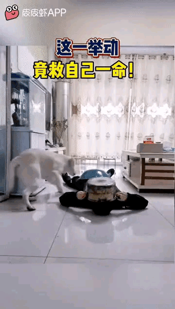 弱弱的问一句，这狗子是不是故意的[捂脸]