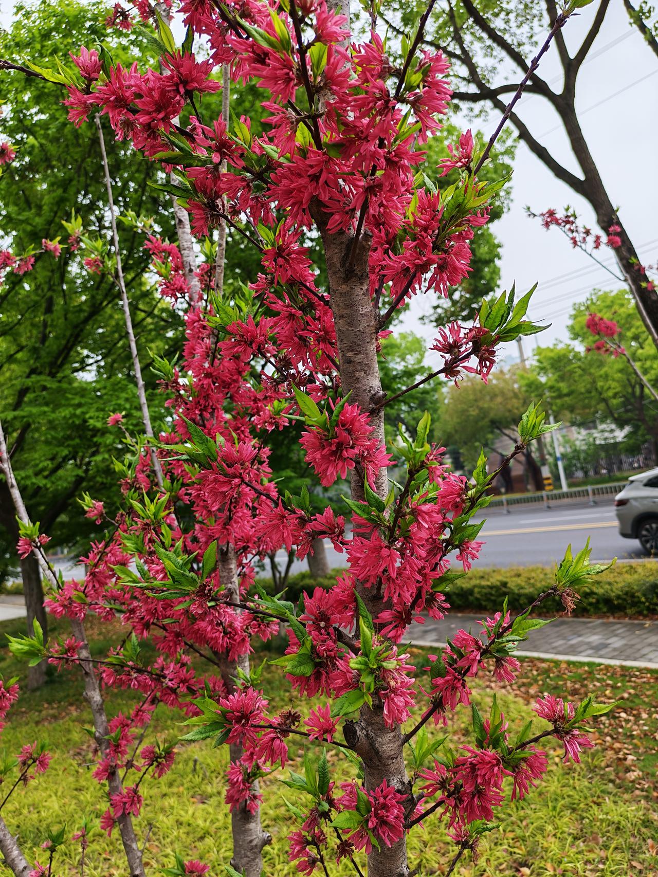 春节前，去了外地，才回来不几天，不经意间在路边人行道旁的草地上，发现了不少不知名