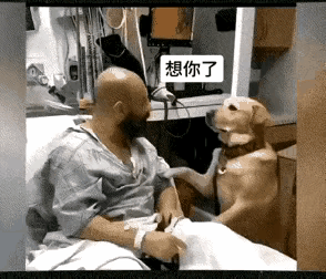 真不可思议 ，国外的狗狗竞然允许到医院里去看望生病的主人，还可以守在手术室外等候
