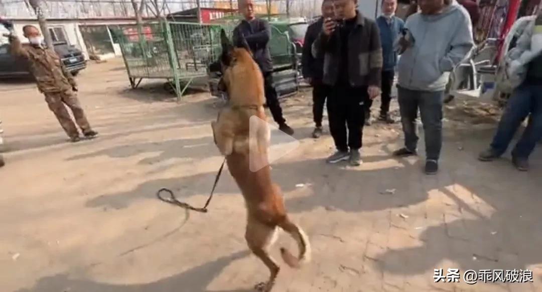 狗市上现身一条警犬，哪怕出价百万都不肯卖。在众人面前，它听从主人的指令，完成了几