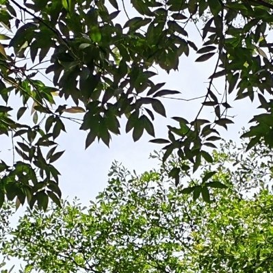 阳光信用 枝叶揽清风，微光落肩头。以诚信为底色，日子永远向阳而生。 