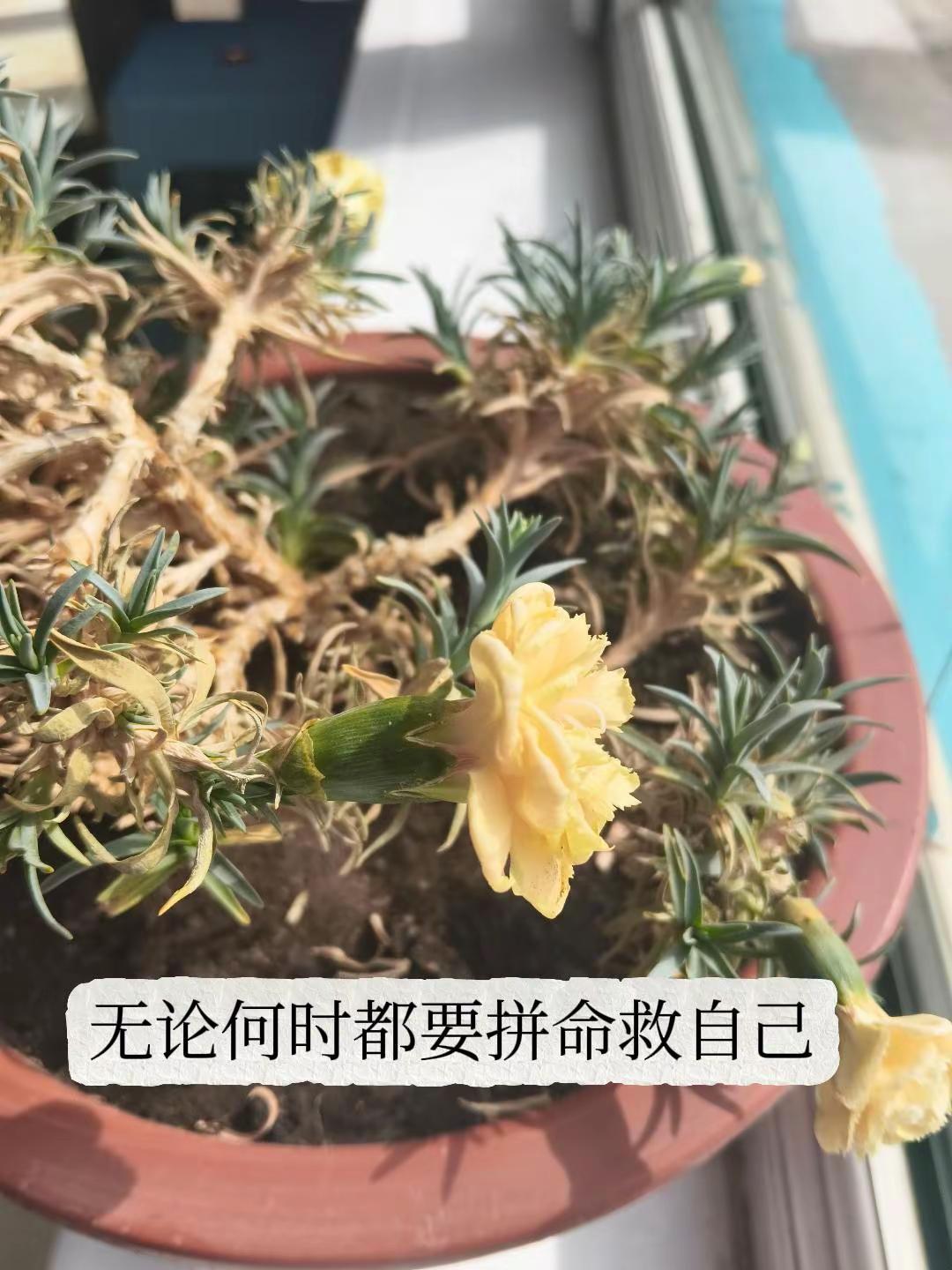 都说你这花已经不行了，扔了吧！留着干嘛还占地方，但是只有我知道它在坚强的活着，即