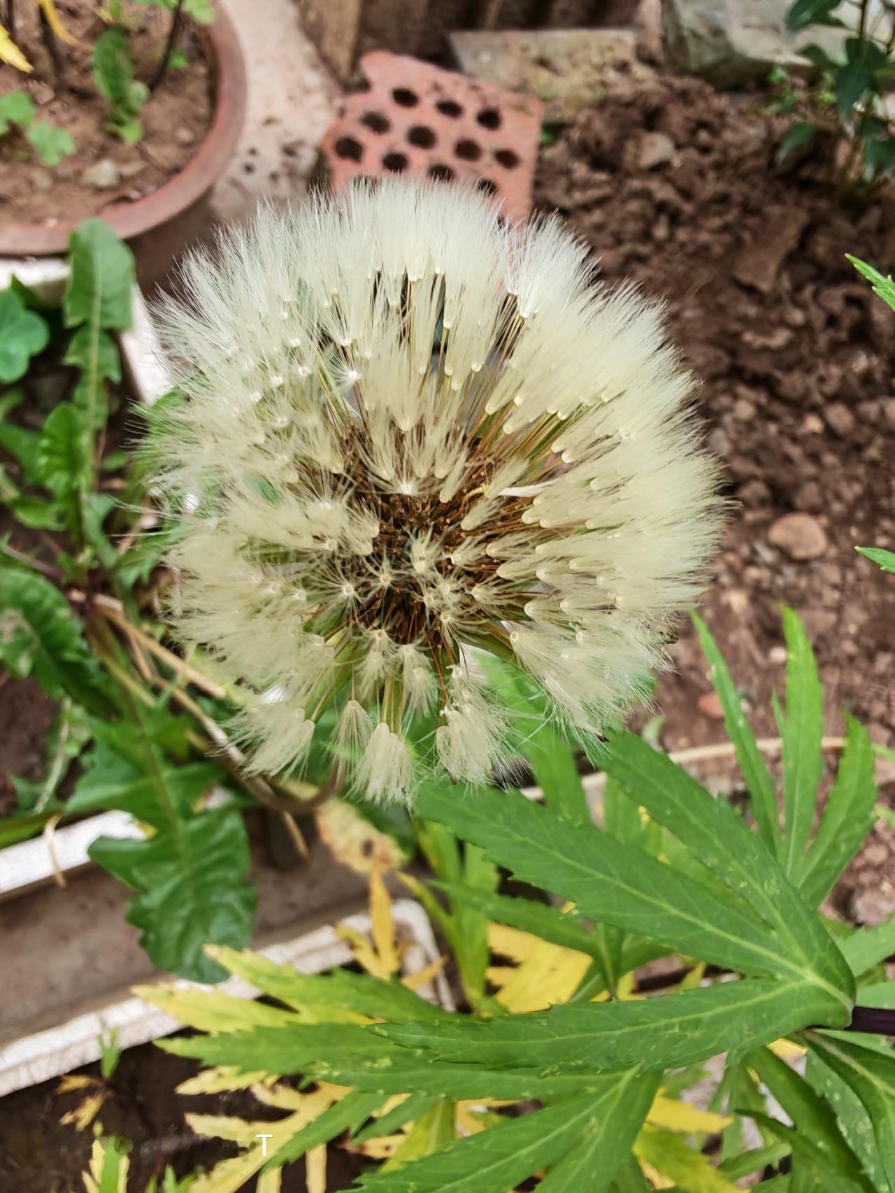 随手拍春日里的花花草草