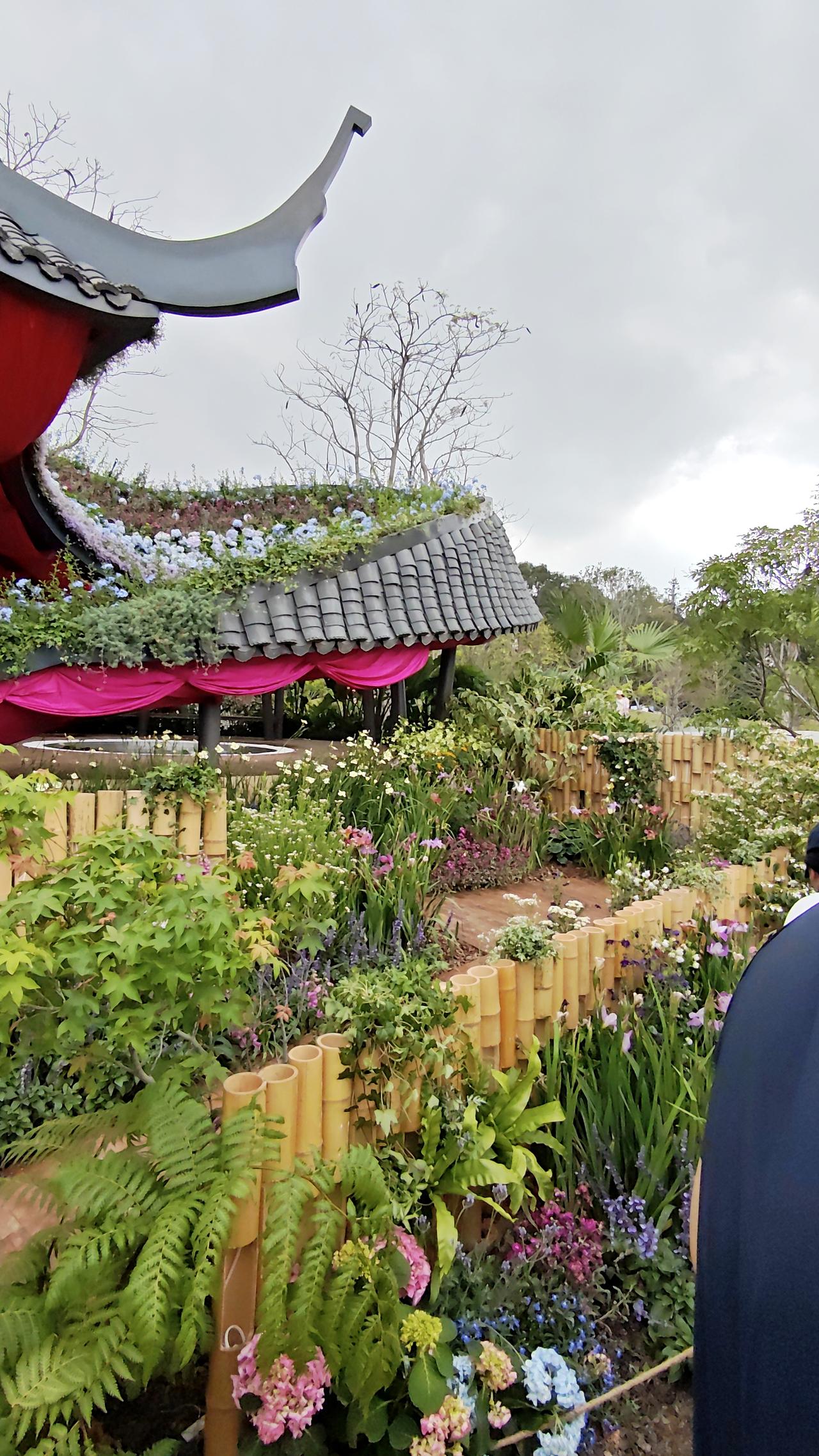 备受期待的粤港澳大湾区花展在深圳市福田区笔架山体育公园开幕了，今天下午去逛了一下