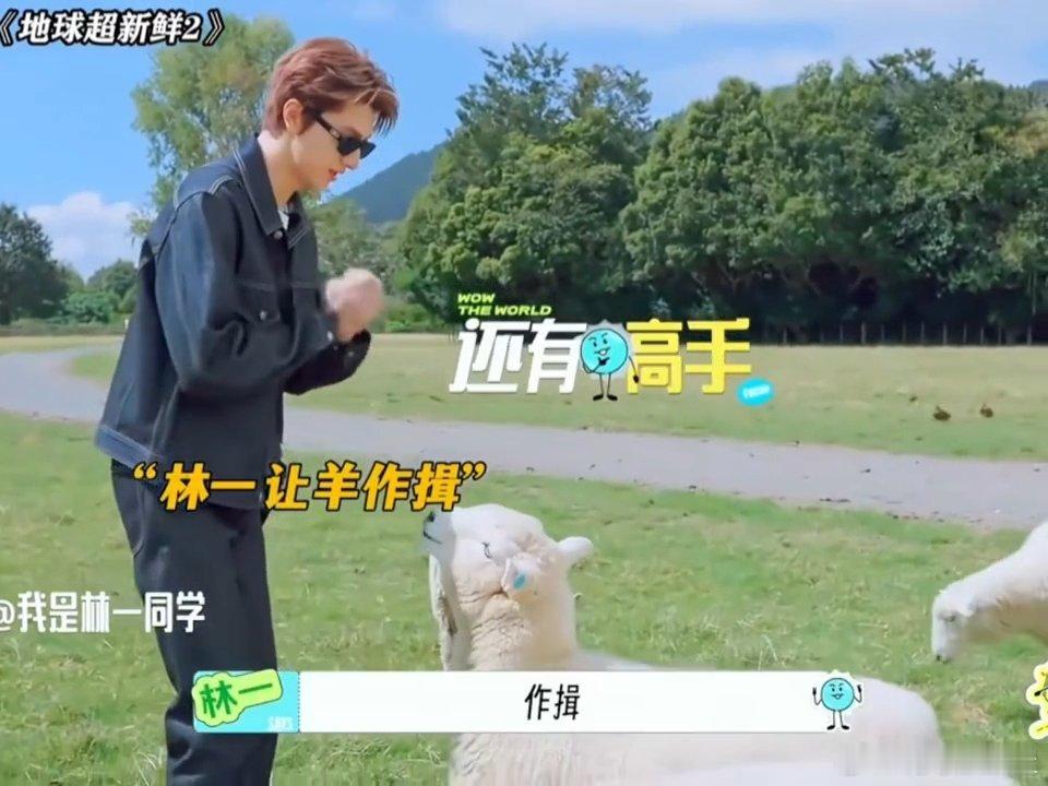 王玉雯林一把羊当狗训地球超新鲜不愧是网友口中的抽象姐弟，在综艺里解锁全新名场面。