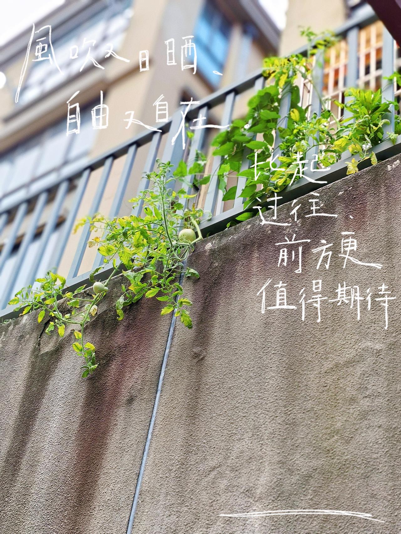 没什么大爱好，
喜欢随手拍，
因为这世间，
留不住的东西太多了。