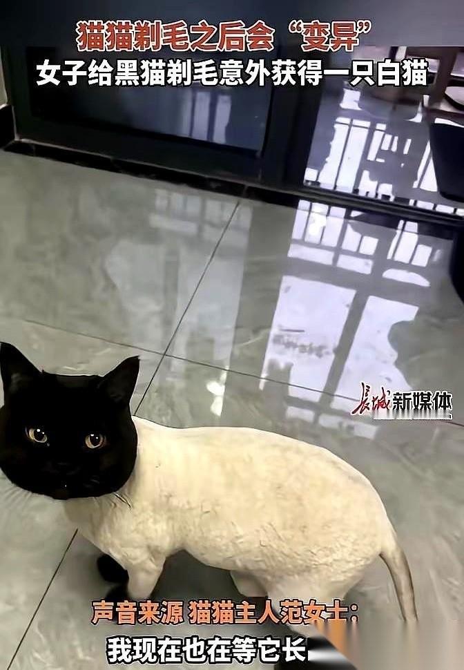 杭州一个姑娘因为受不了家里黑猫掉毛，抓起推子就把猫给剃秃了。结果推子一响，黑毛落
