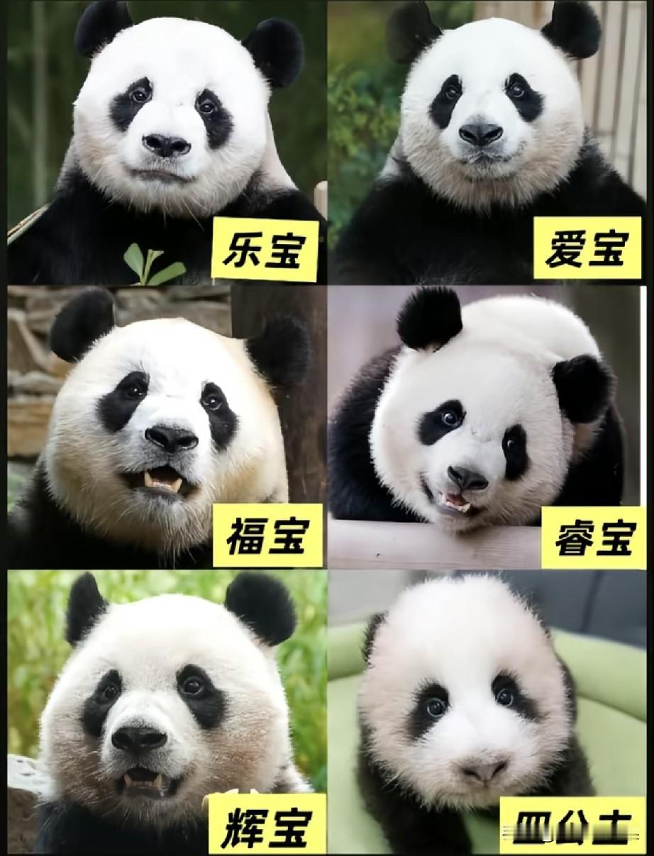 说起爱宝乐园这一大家熊猫，真的各有各的性格，越看越有意思。
爸爸乐宝妥妥一个捣蛋