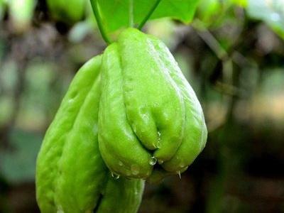 一颗能吃一年的菜你见过吗，而且特别好种，种一年可以吃很多年。
佛寿瓜一颗能牵出很