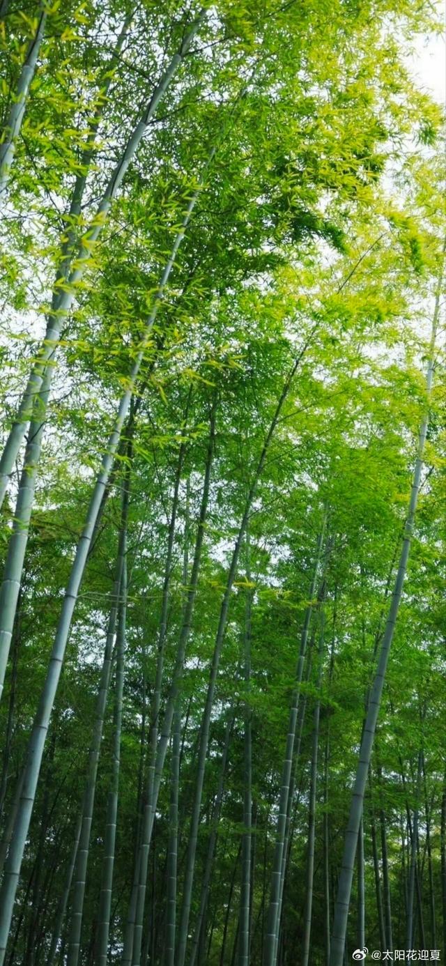 满目清翠入山林，一枕清风消夏暑～ 