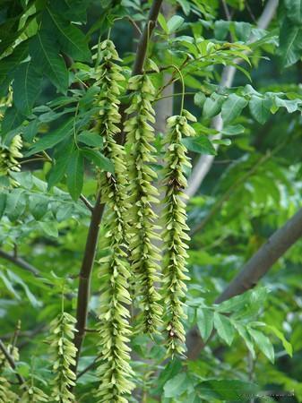 沿彩石溪下行，步道边、溪水旁，时见一棵棵树干粗壮、枝叶遮天的高树，满树垂挂着绿串