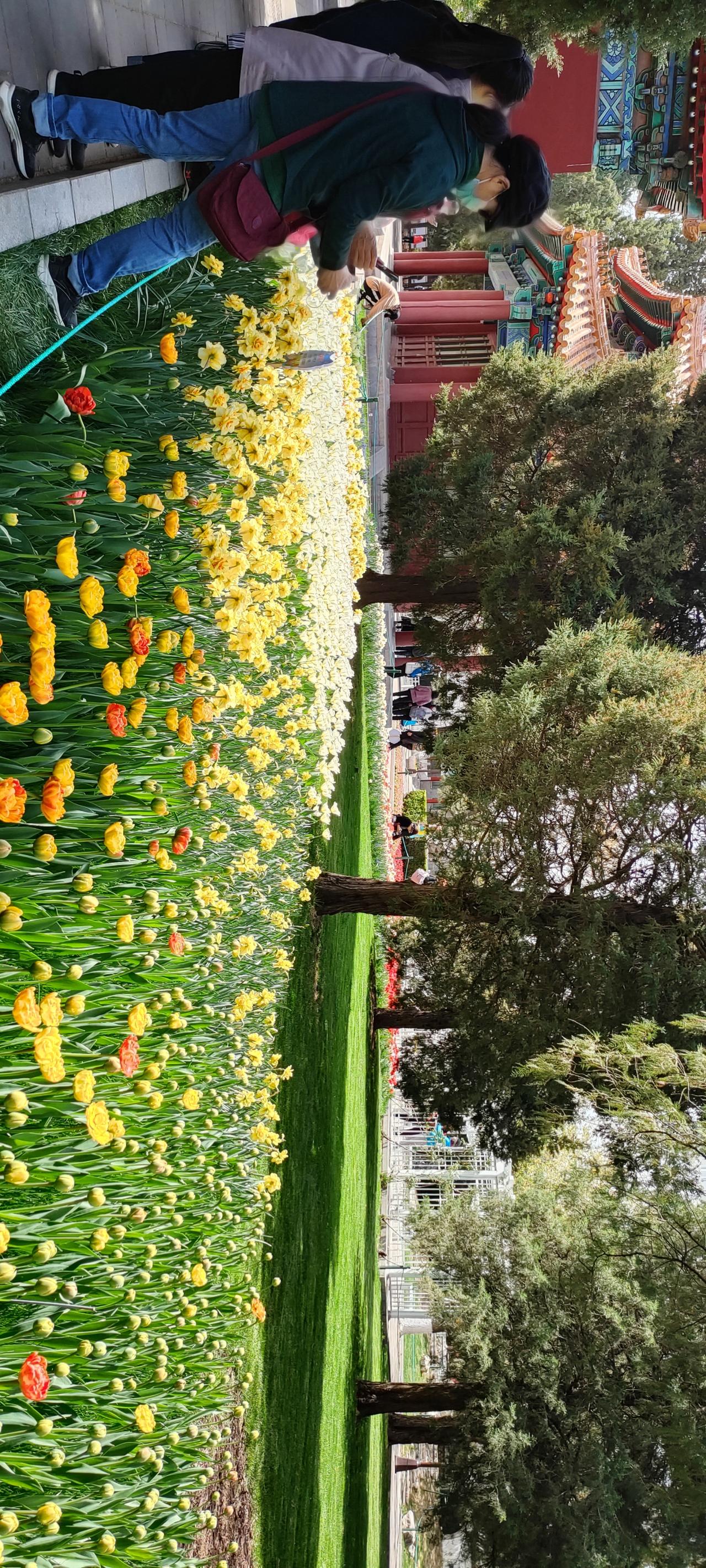打卡北京植物园，赏花海，感受春日气息！🌸🌸🌸