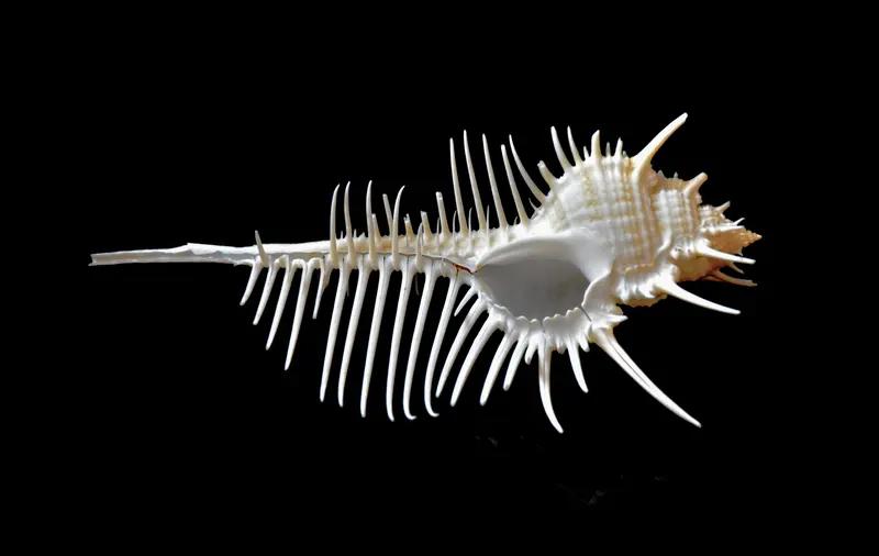 冬日打卡季，有太多美好可以体验。去朱家角的皇家金煦酒店，那庭院雪景美如画，亭台楼