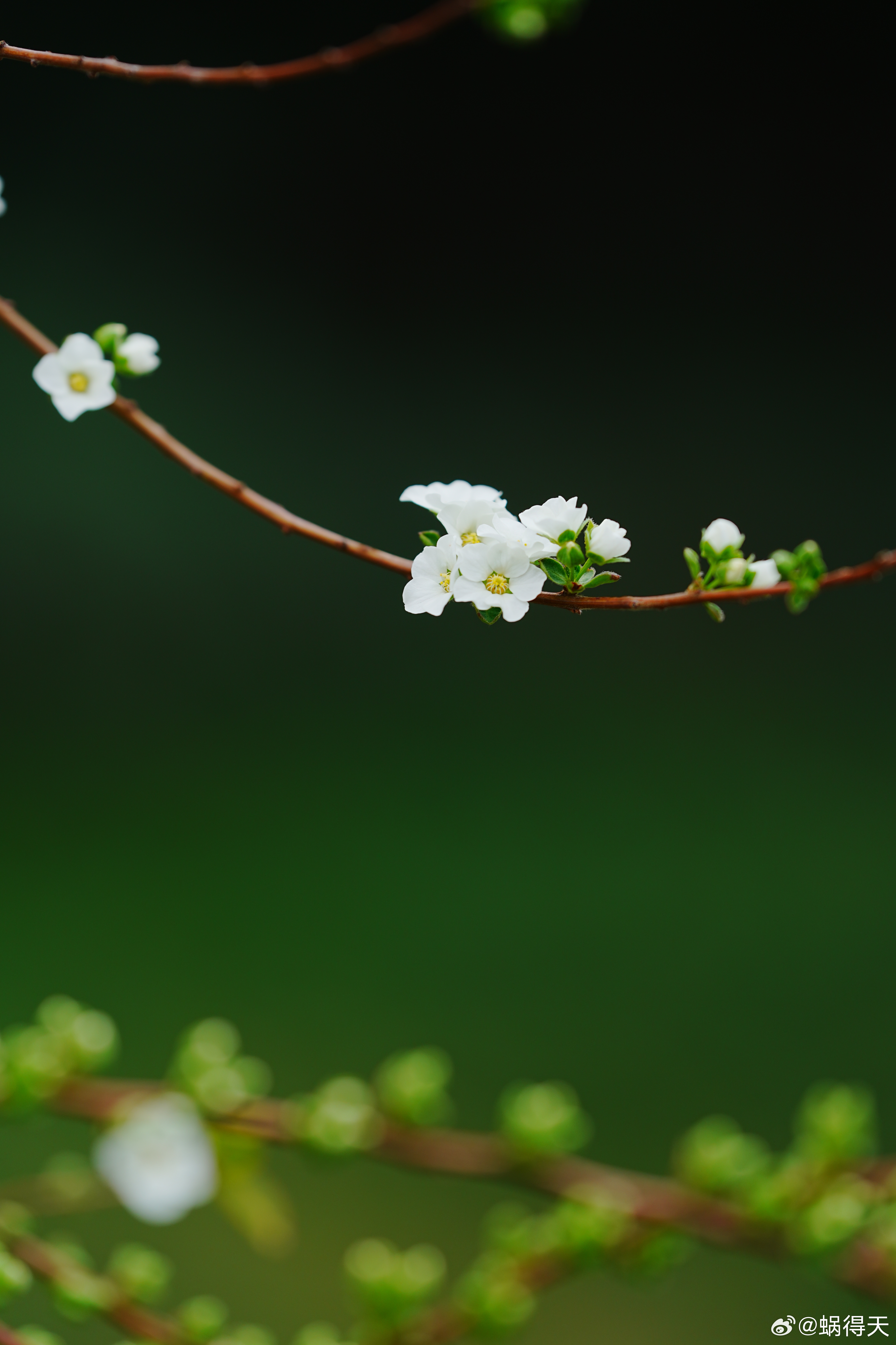 绣线菊上线，梅花即将下线。蜗的摄影日记花卉