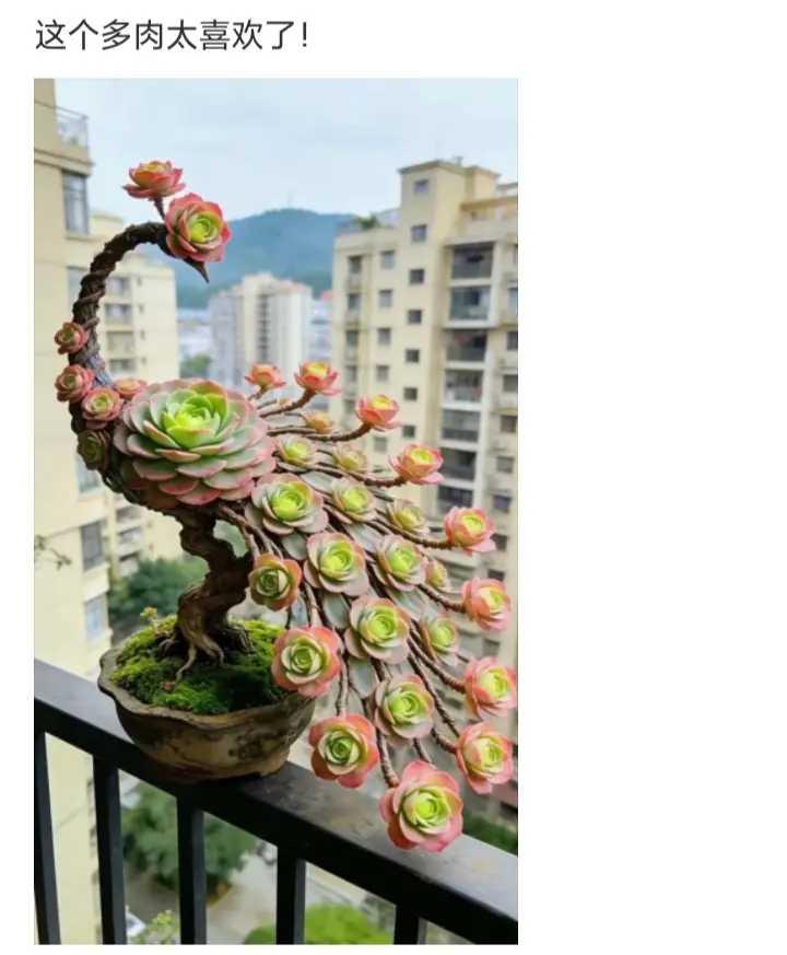 这个多肉太喜欢了
