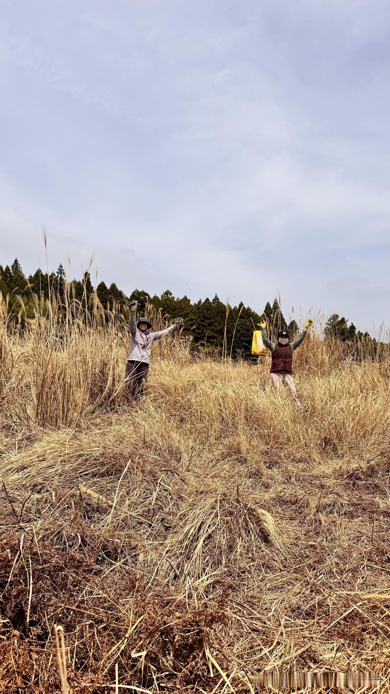 富豪原来这样用早餐，直接颠覆我的认知。

国内一朋友，每年四月初来济州岛采蕨菜，