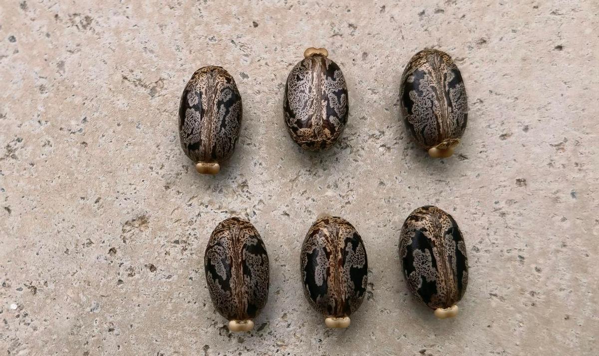 那会儿男生兜里总揣着苍耳，趁你低头跑过去，一拍你后背——刺儿就黏上头发了。
你骂