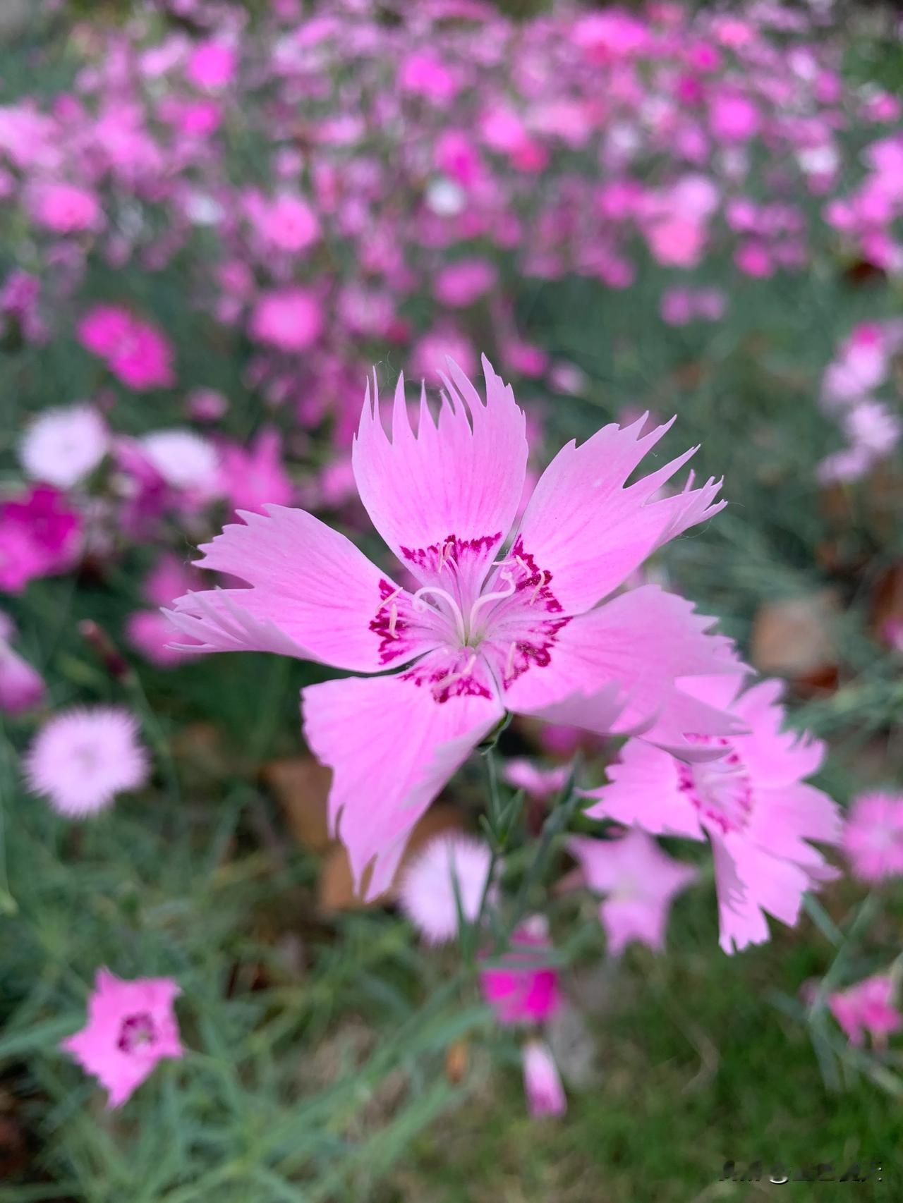 #春日花朵随手拍#
