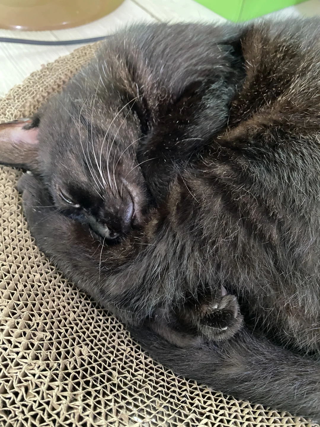 枕着脚脚睡觉的玄猫爷爷😂