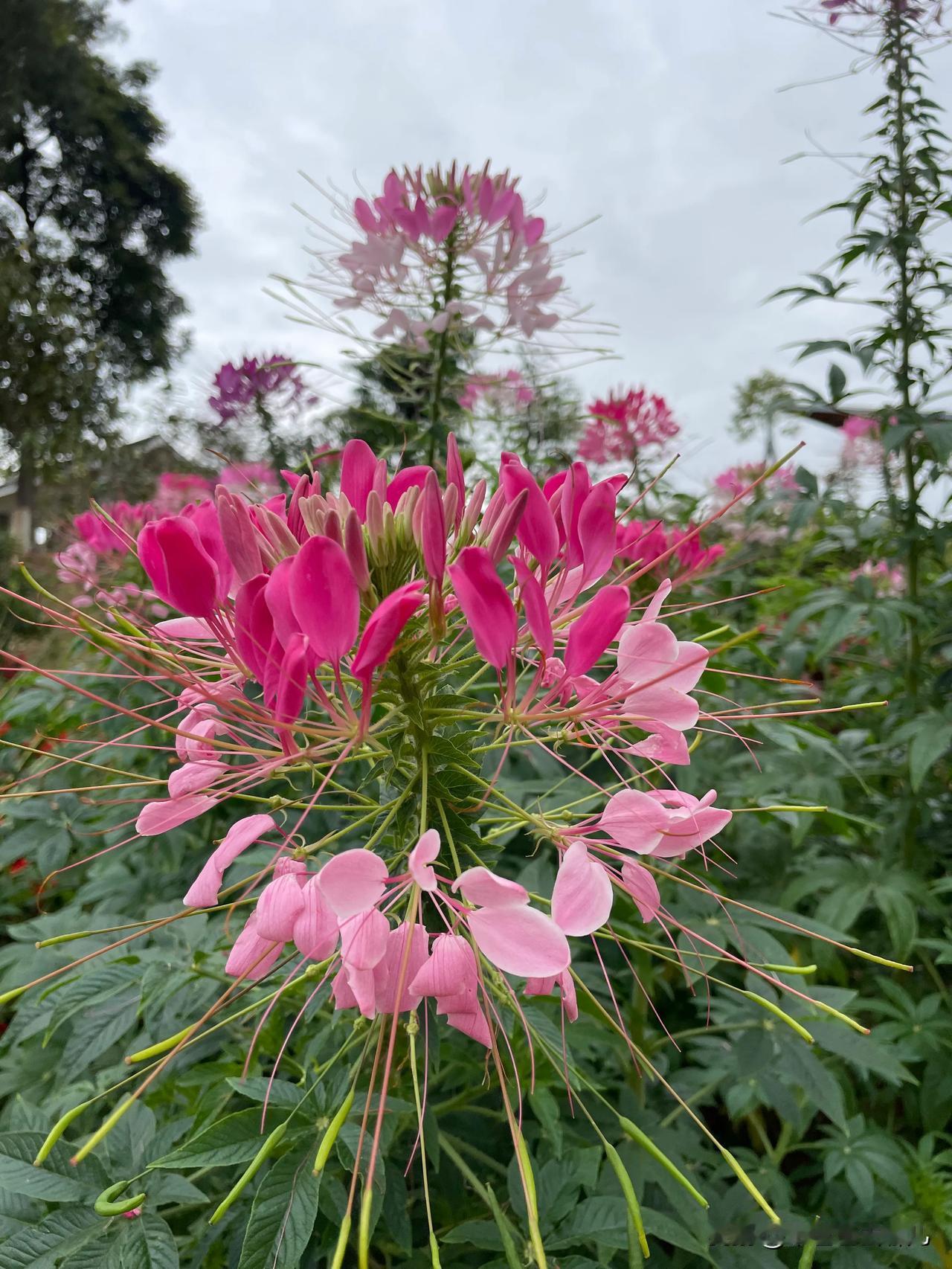 在忙碌生活里寻得半日清闲，一头扎进东莞植物园。
踏入园区，仿若跌入梦幻花境。微风