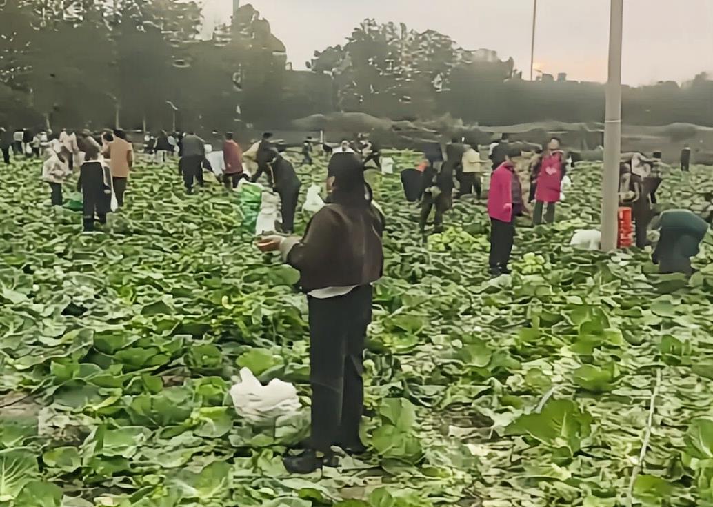 近200亩白菜遭哄抢事件影射了当下三种不健康的倾向：
1、唯利是图。只要能获利，