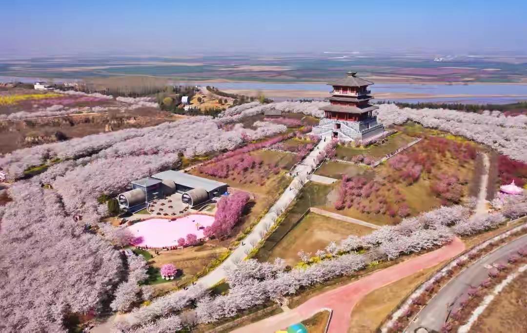 河南最大樱花园3日6日在滔滔黄河岸，南水北调中线渠边开园了！孤柏渡樱花园倒底多大