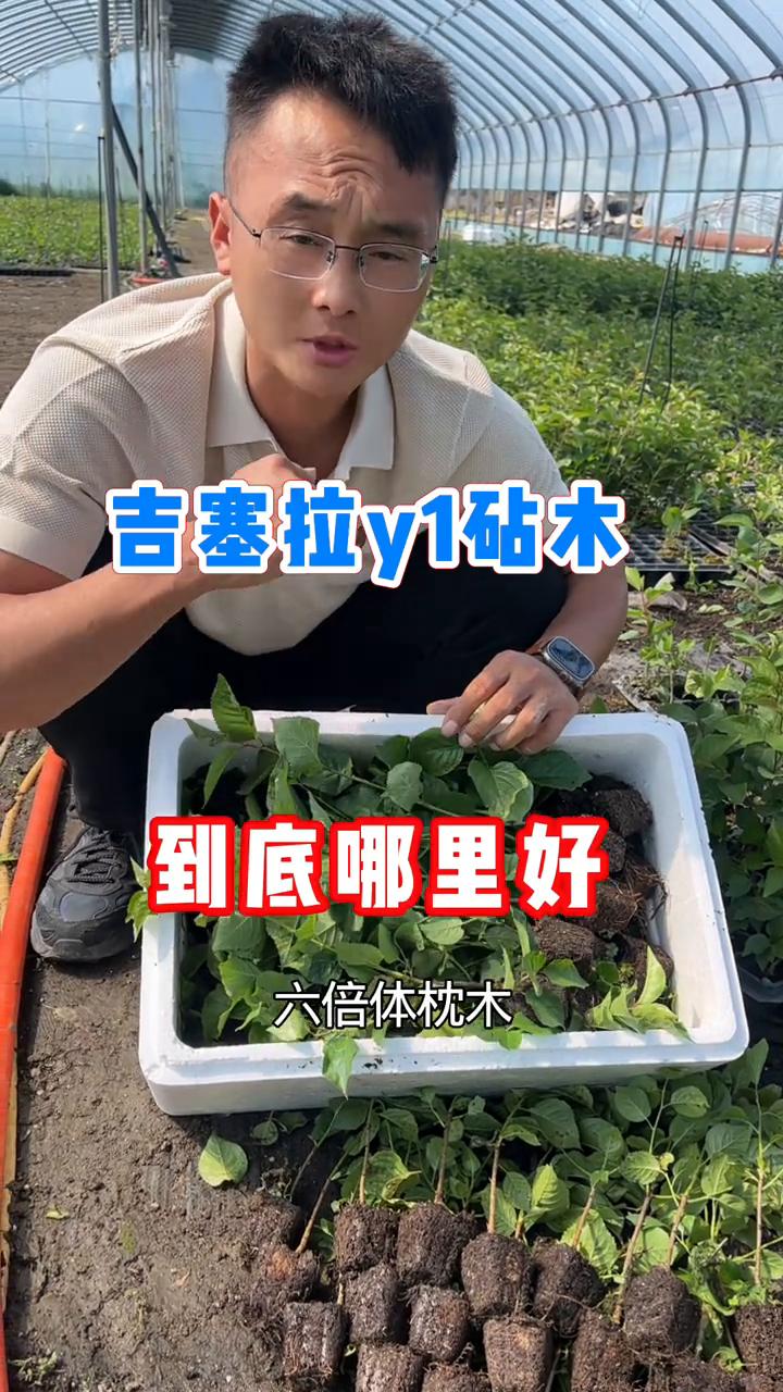 吉塞拉y1砧木到底哪里好？
吉塞拉y1是一个优于吉6的砧木，它的树势嫁接大樱桃苗