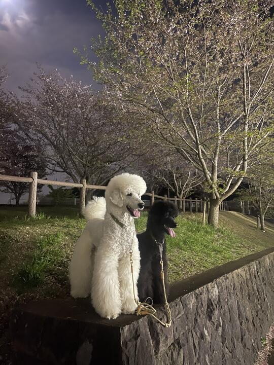 来看夜樱吧