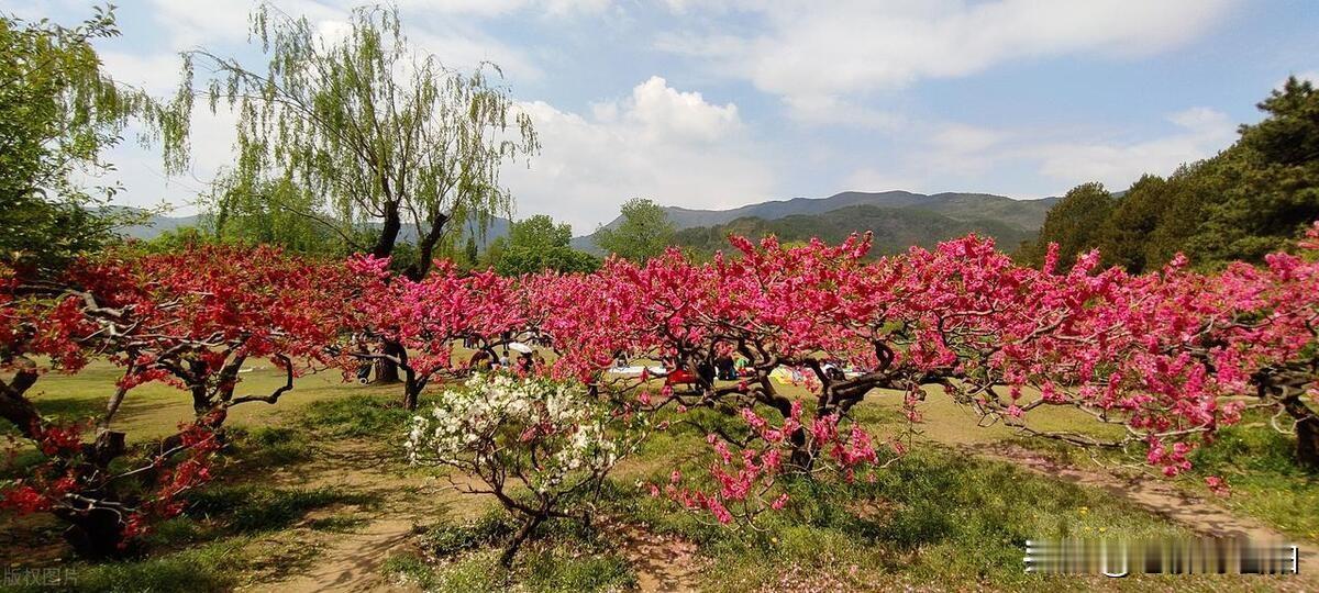 平谷桃花海

平谷春深香满径，
繁枝绽蕊似霞凝。
风拂花海千层浪，
蝶舞林间百媚