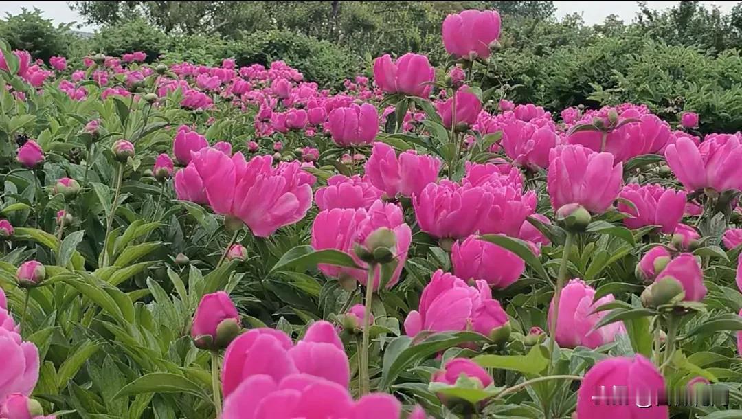 西安港务区新寺遗址公园的芍药花开了，坐三号线到港务区站下车。
今天天气有点阴，很