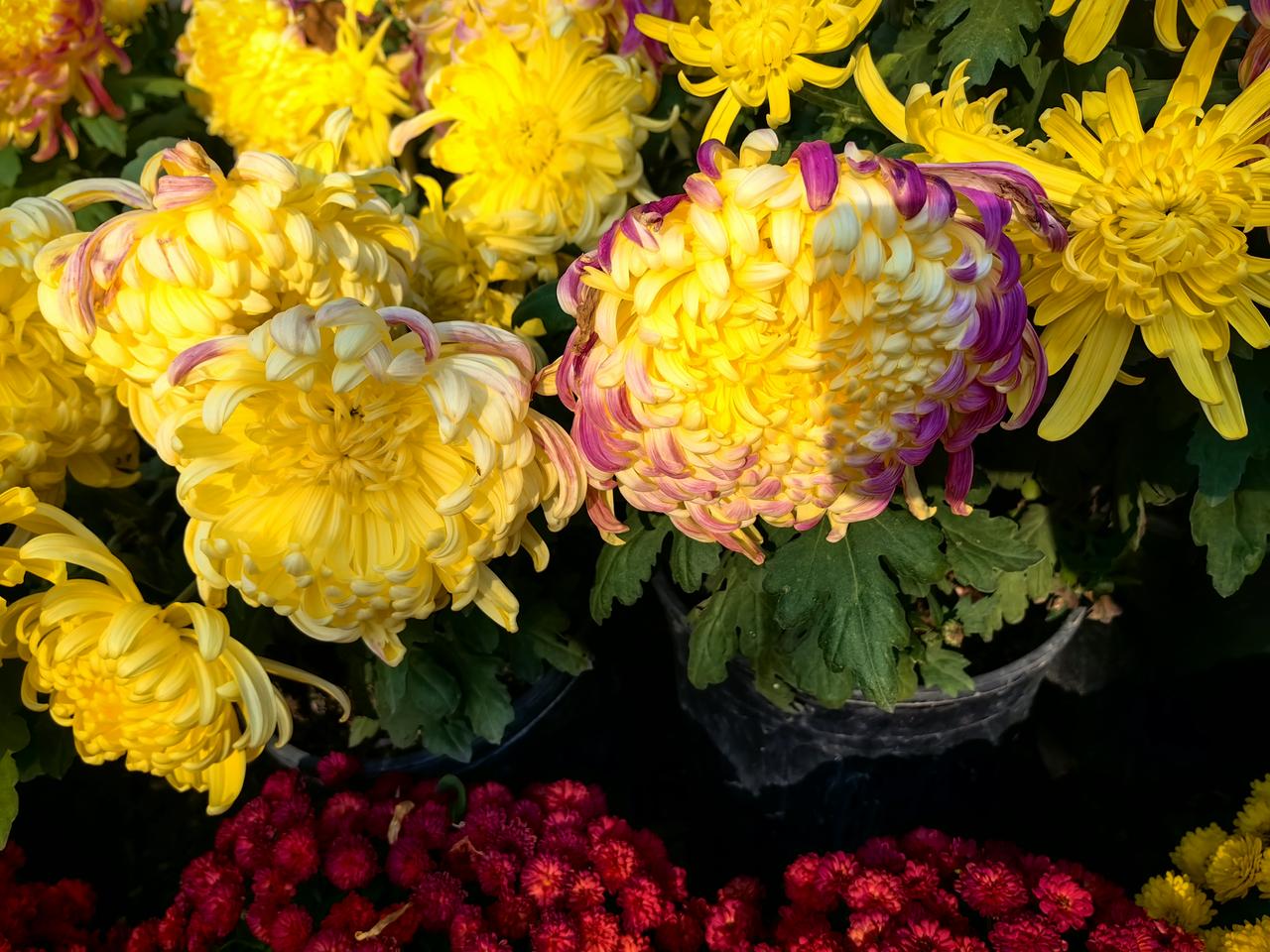 在秋风轻拂的清晨，整个园子弥漫着一股淡淡的清香，迎面而来的微风带着些许凉意，却也