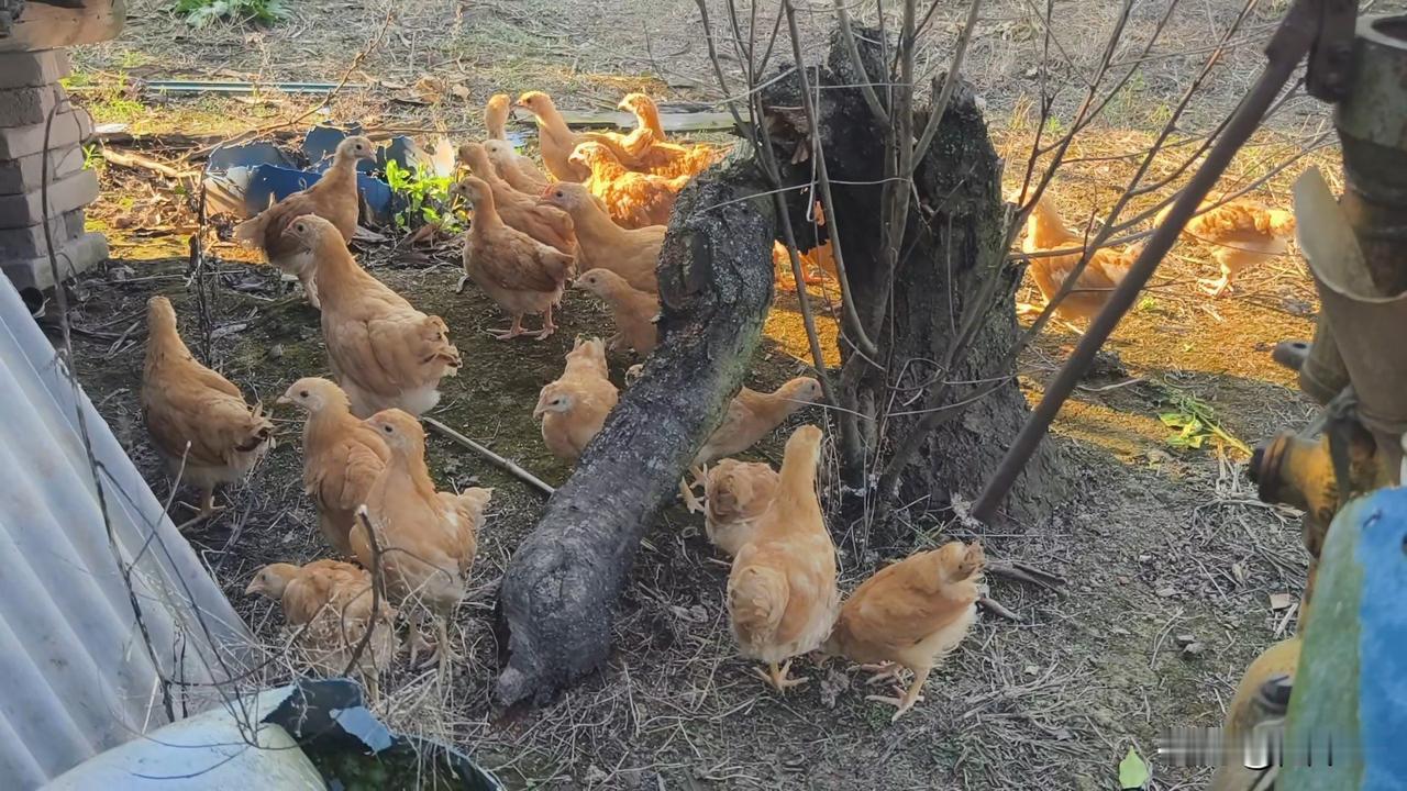 刚刚被鸡妈妈“抛弃”的小鸡进入了生长考验期。
小鸡出壳后有母鸡带着到处觅食，生长