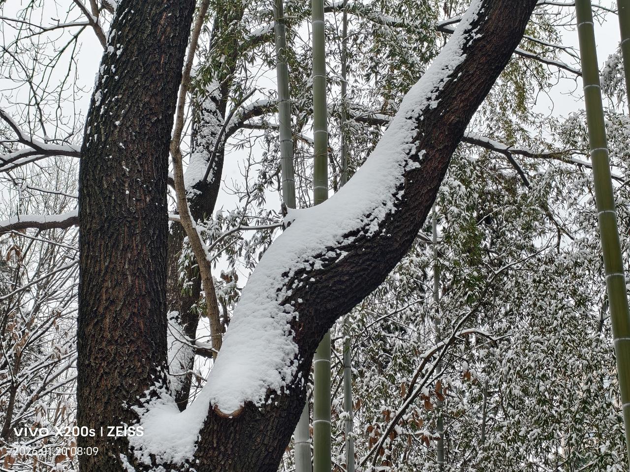 记录冬日枯树枝的美无数白色的雪花飘落在枯树枝干上，形成独特靓丽的风景（手机拍摄，