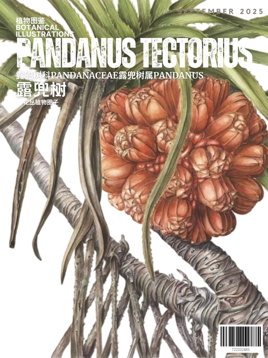 露兜树Pandanus tectorius