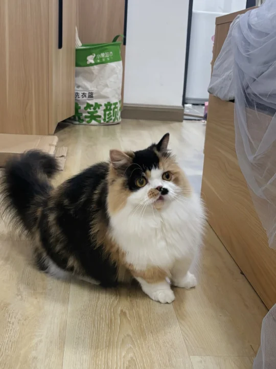 就是你带我去打的猫咪疫苗是吧🤬