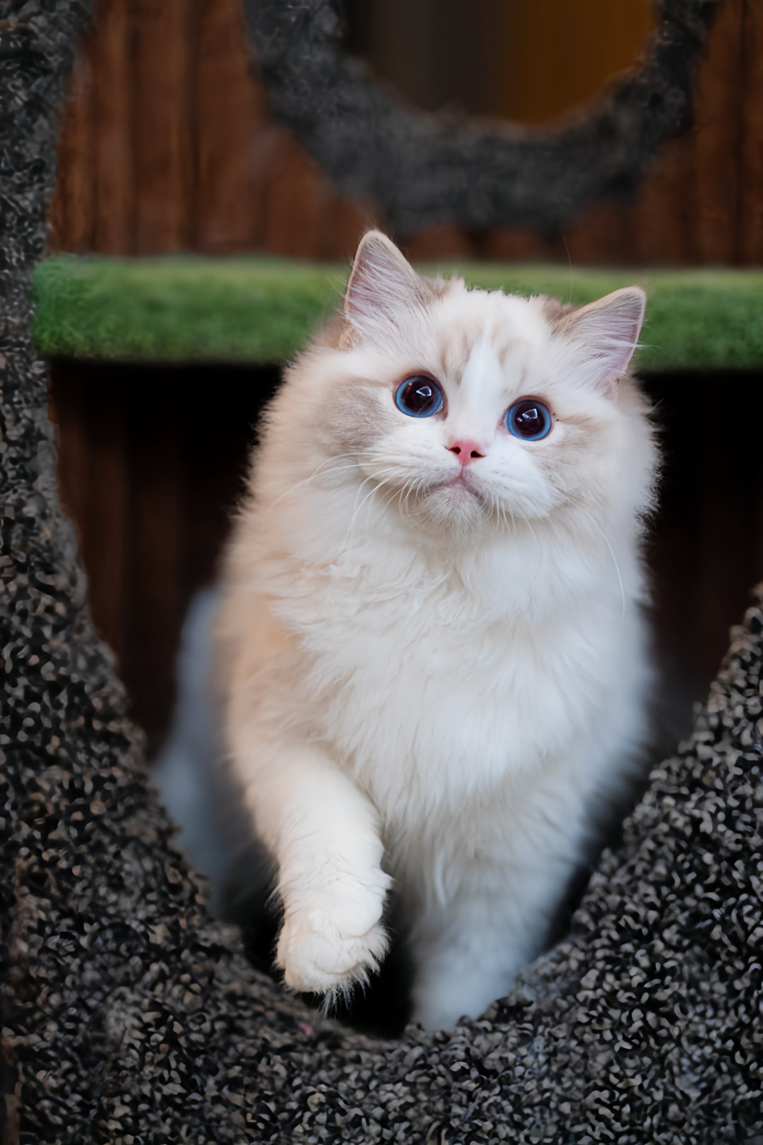 小猫找🏠：宝塔，蓝山猫双色弟弟，赛级，年后可去新家明明是个男孩子，却超级貌美，
