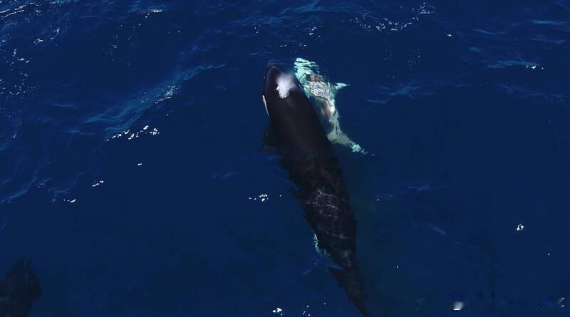 【科学家首次拍到虎鲸猎杀大白鲨画面：翻身致瘫、精准摘肝震惊海洋界】海外新鲜事 虎