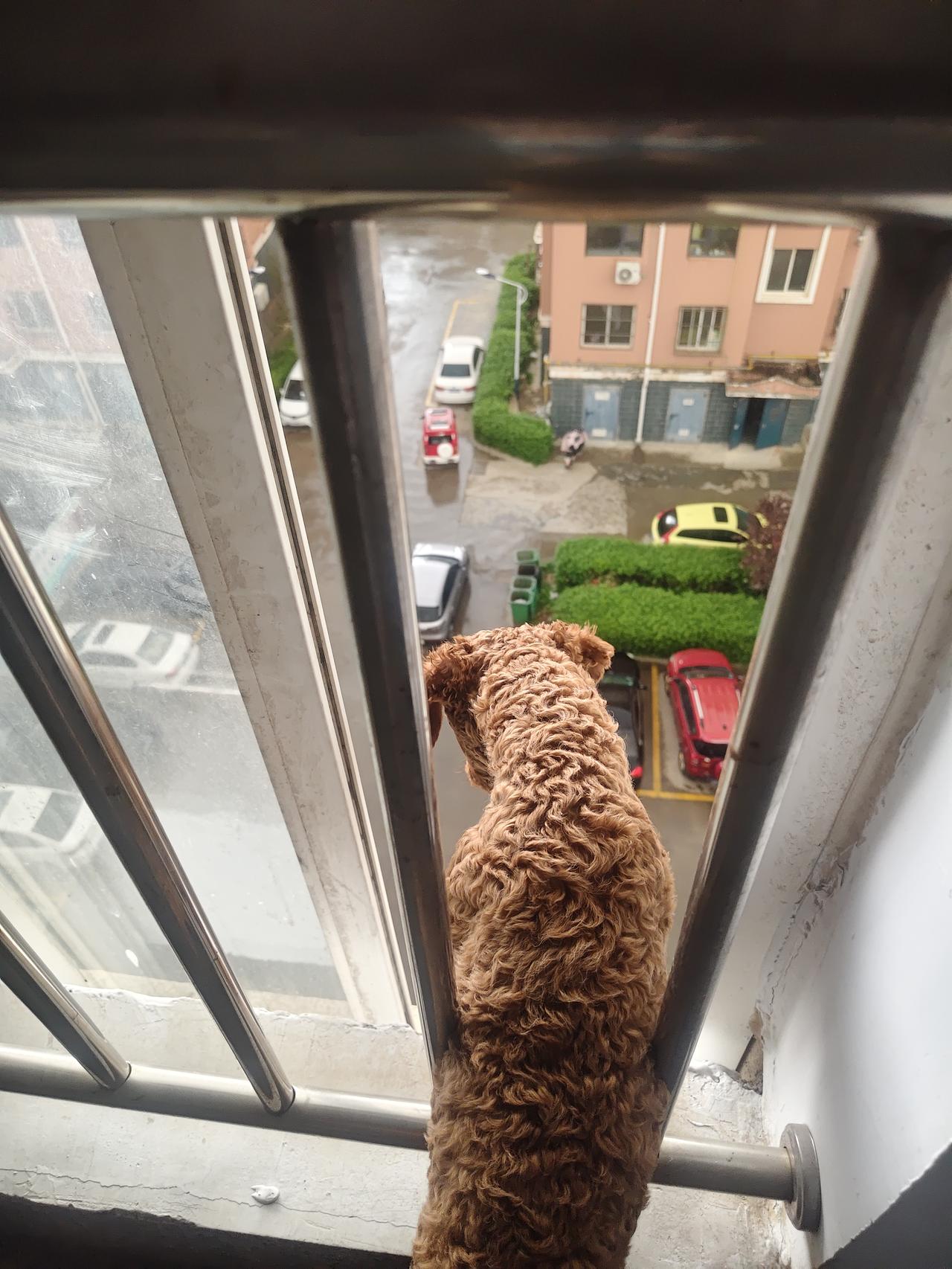 狗狗小七是个爱看热闹的毛孩子，我开门把垃圾放门口，小七也赶紧跟出来。

听到楼下