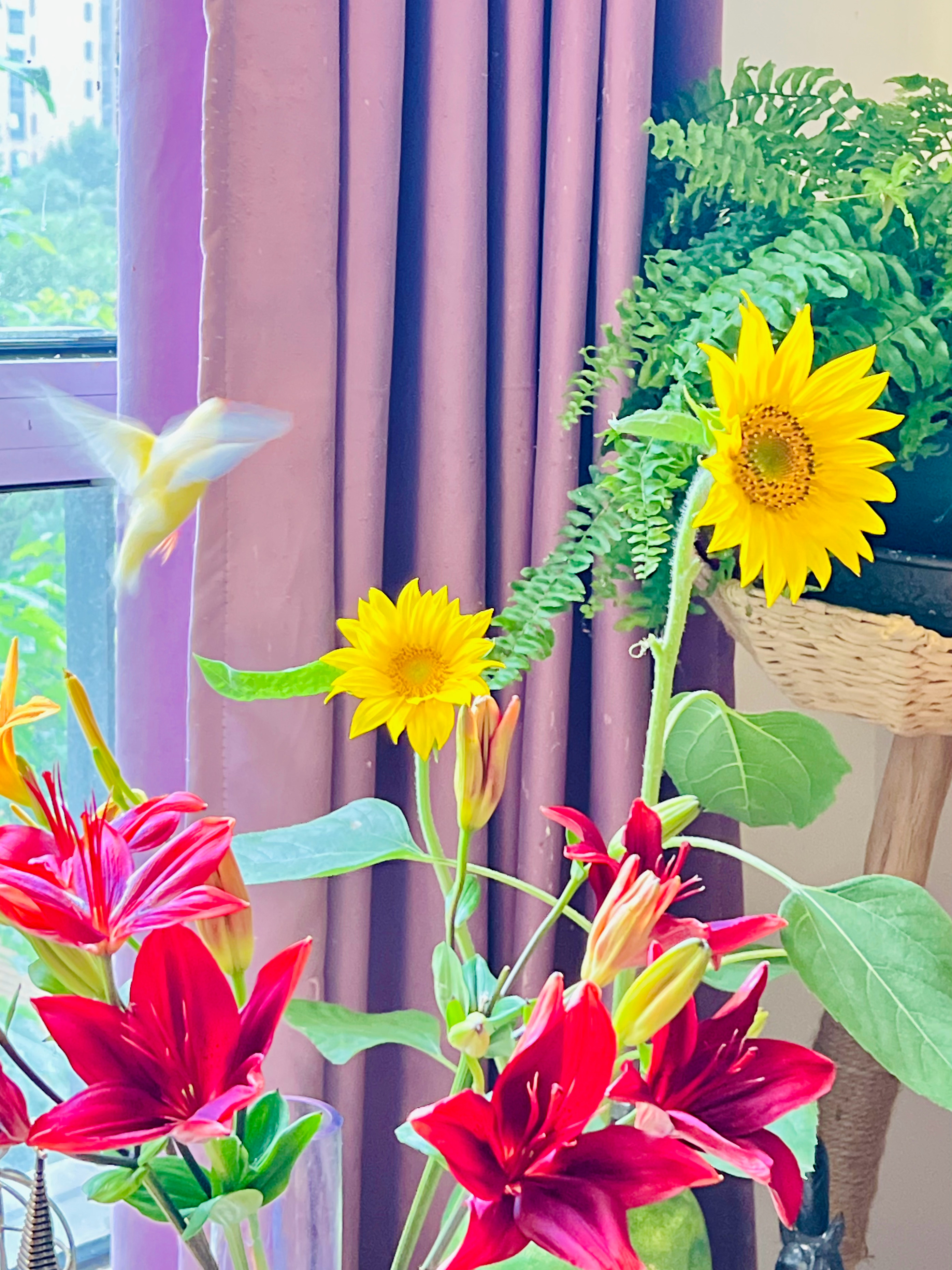 盛夏时光的花间小鸟我家那些鸟事儿