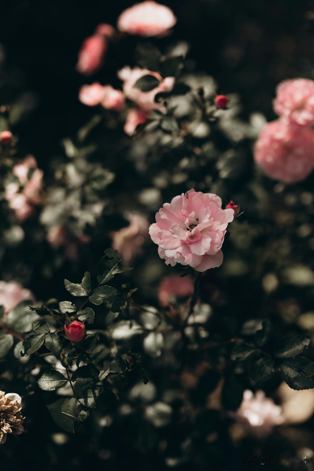 婚姻的磨合期，
其实不过是，
从一次次的失望中，
学会不再期待，
慢慢的就沉默了