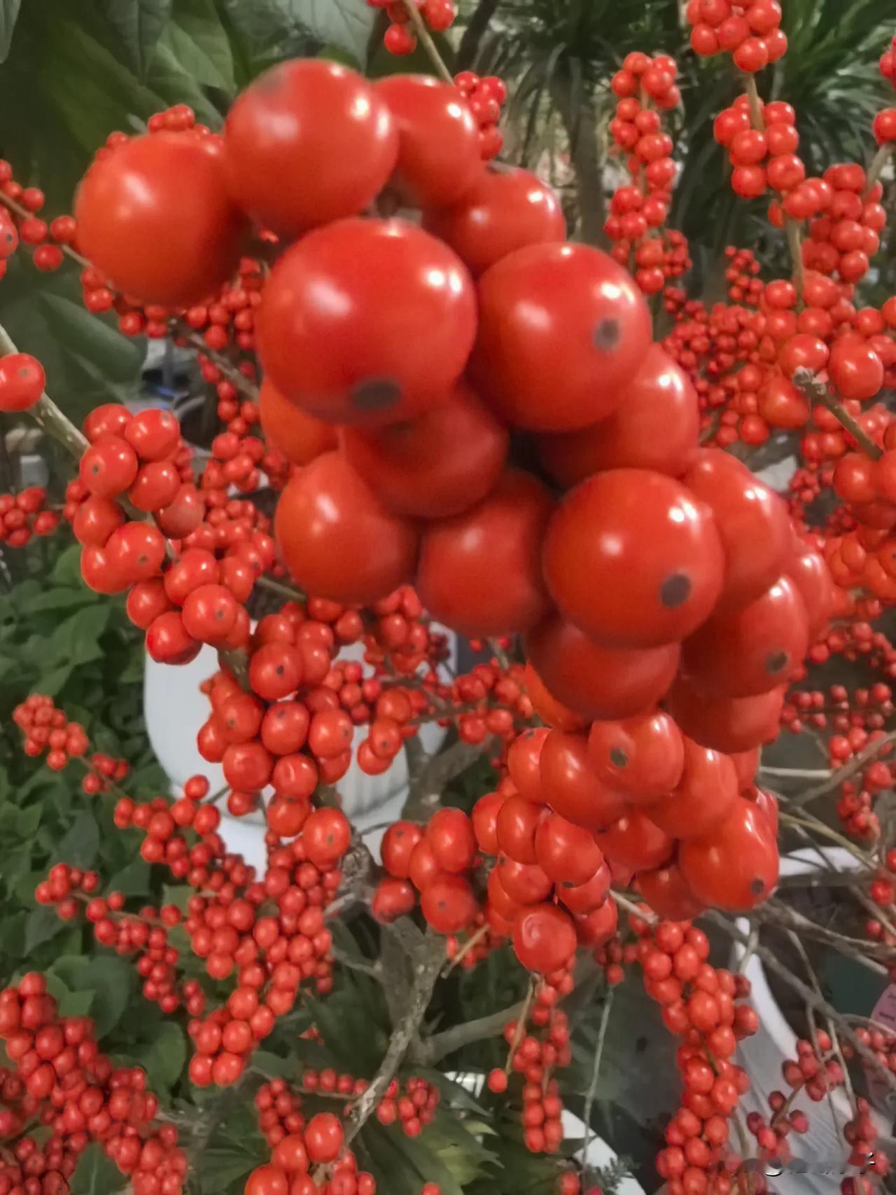 
金秋收获季，果实累累[比心]