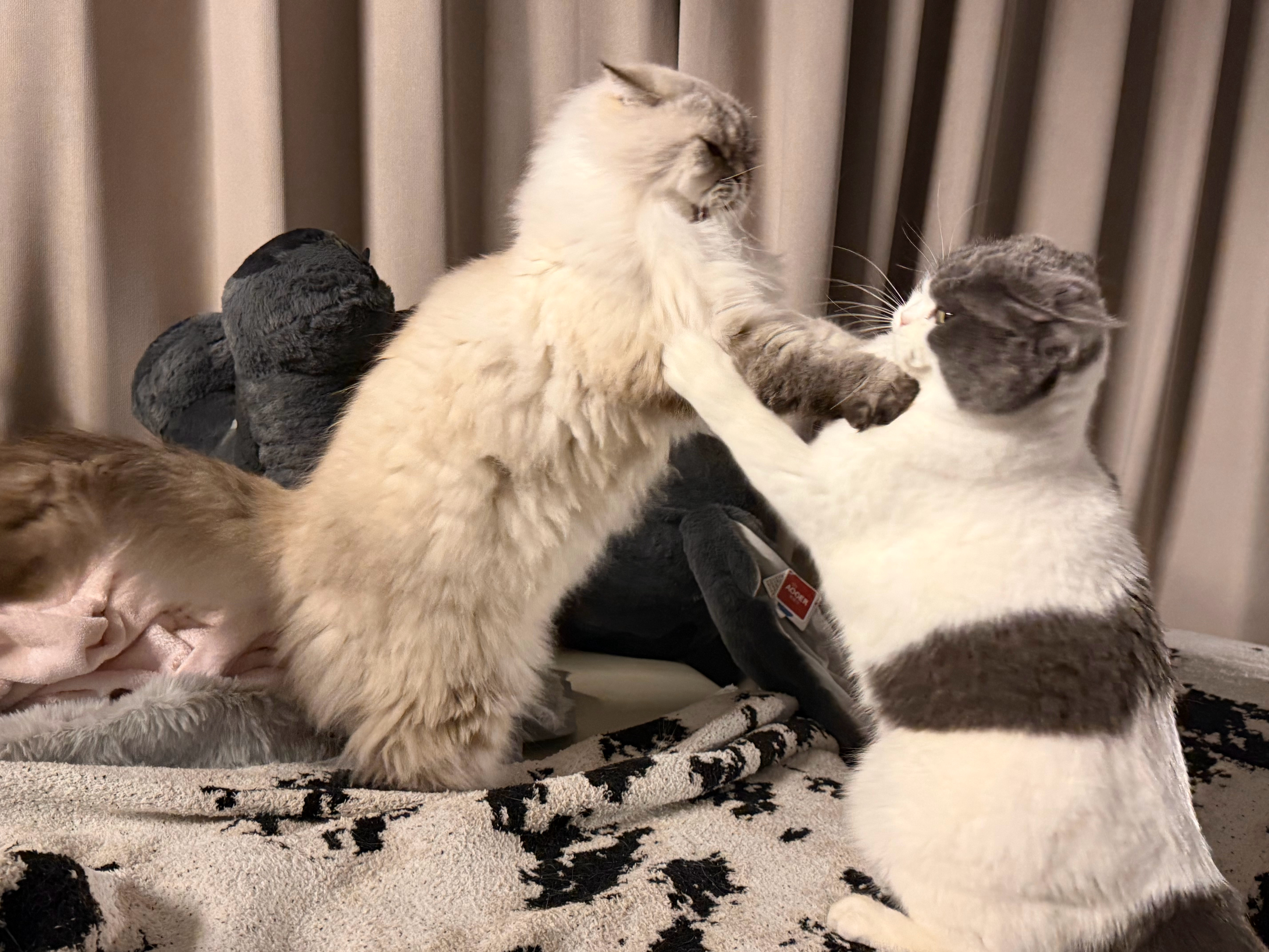 哈哈哈哈哈哈哈、王星越就这样看戏 