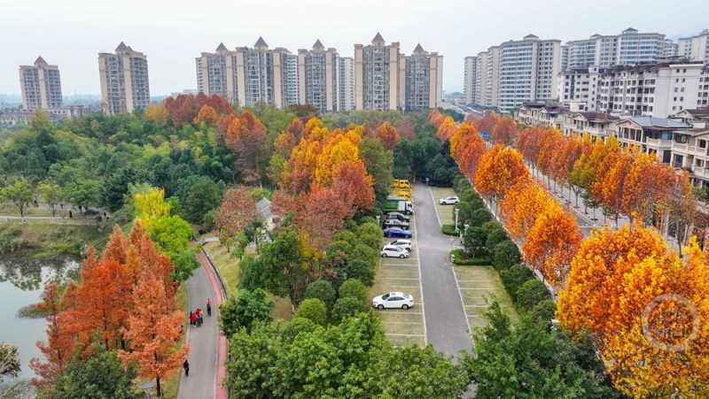 湿地公园 冬景如画