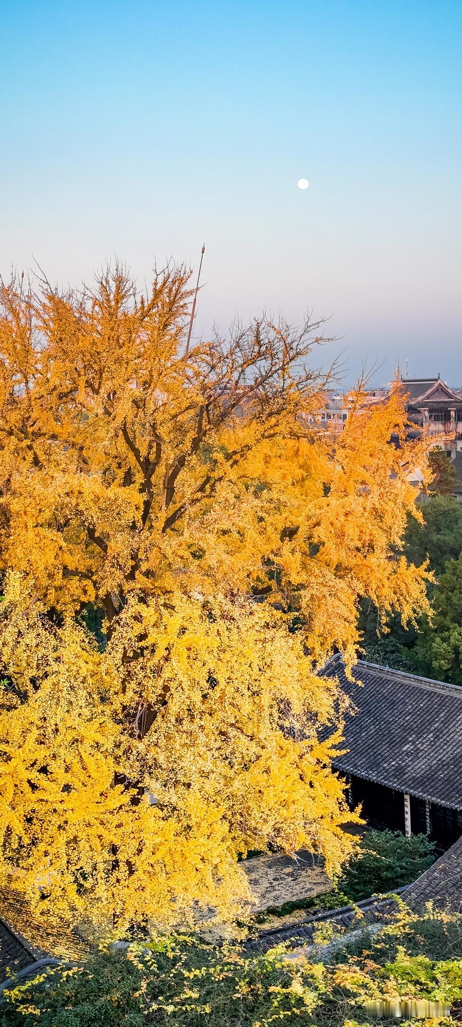 希望2026的自己平安顺遂，兴致盎然，不负时光不负己✨