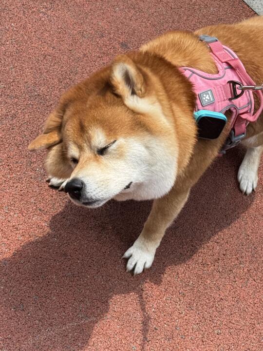 钻头柴