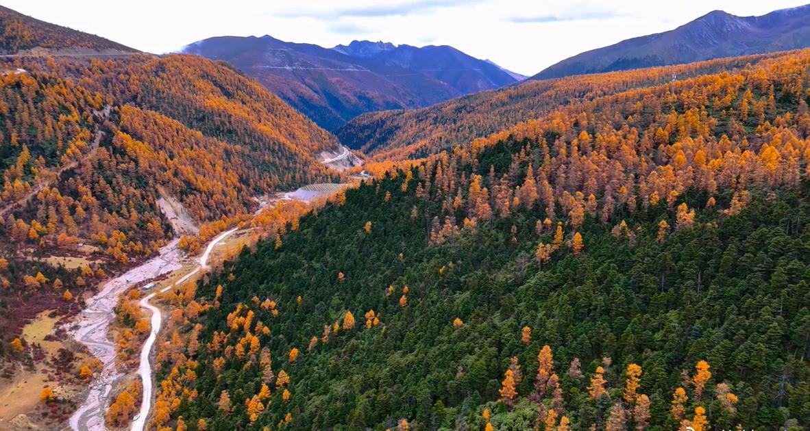 【云游德钦·德钦印象】弯道藏惊艳！老国道自驾，解锁白马雪山深秋限定 （记者：央金