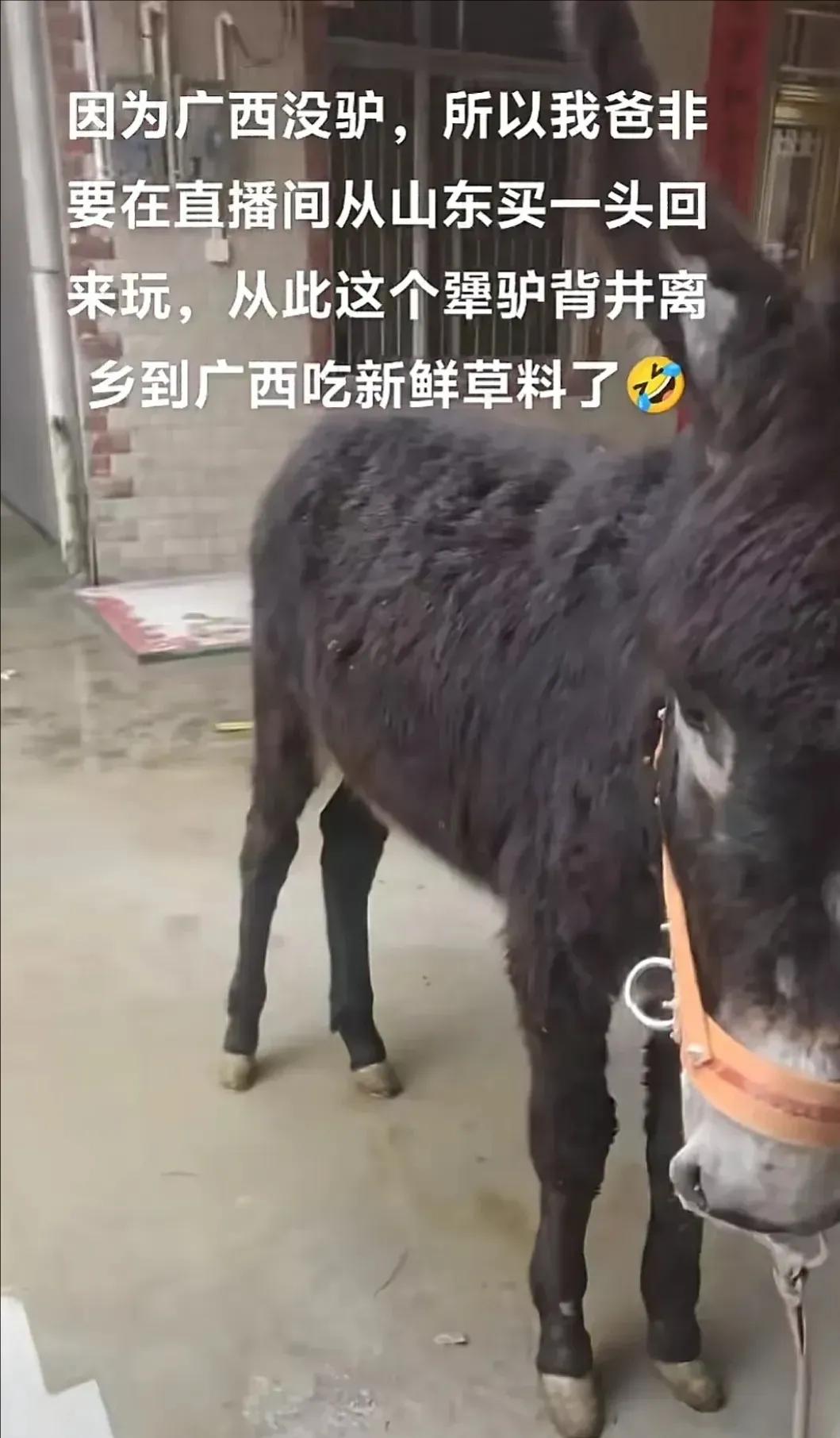 广西的网友买了山东网友一头驴，而且还是在直播间买的，因为广西没有驴，这买了一头驴