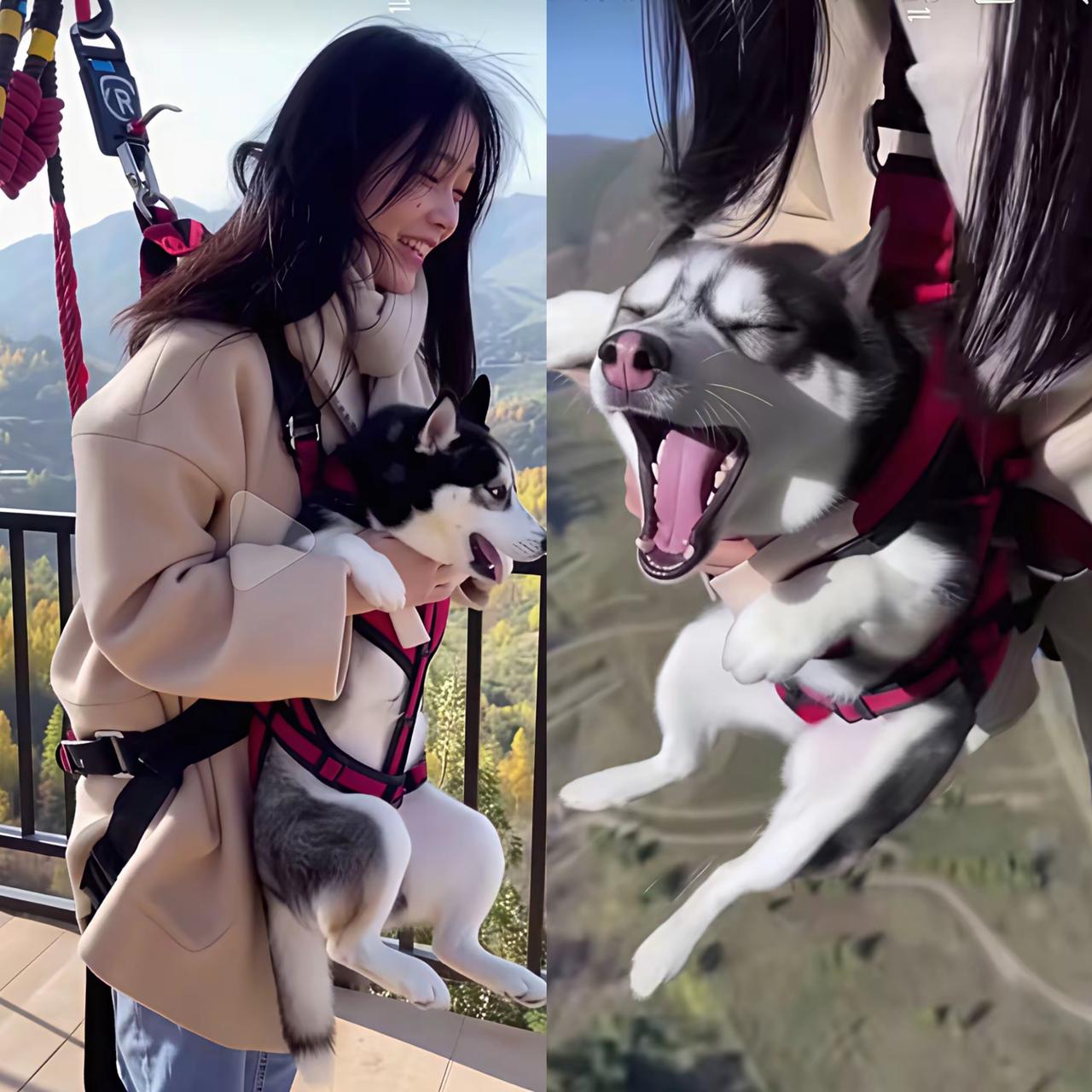 这美女也太狗了，
你说你自己想玩蹦极，
竟然把人家二哈也给带上了。
你看你把人家