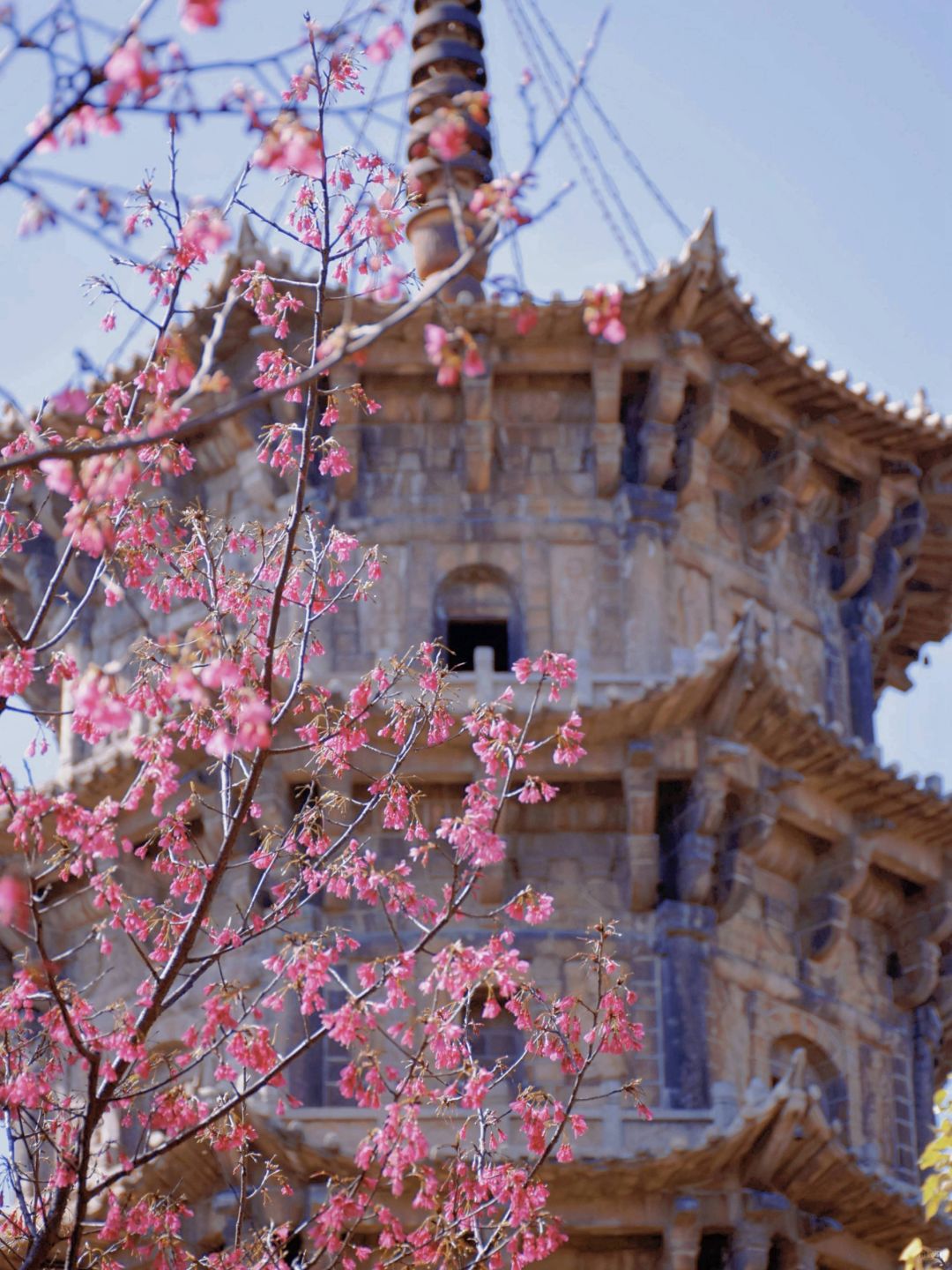 再过一个月🌸泉州开元寺樱花要开了❗️